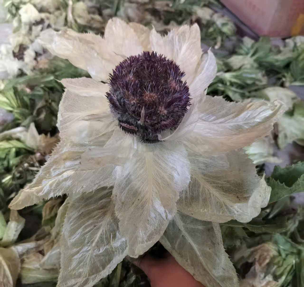 Hoa Thiên Sơn Tuyết Liên