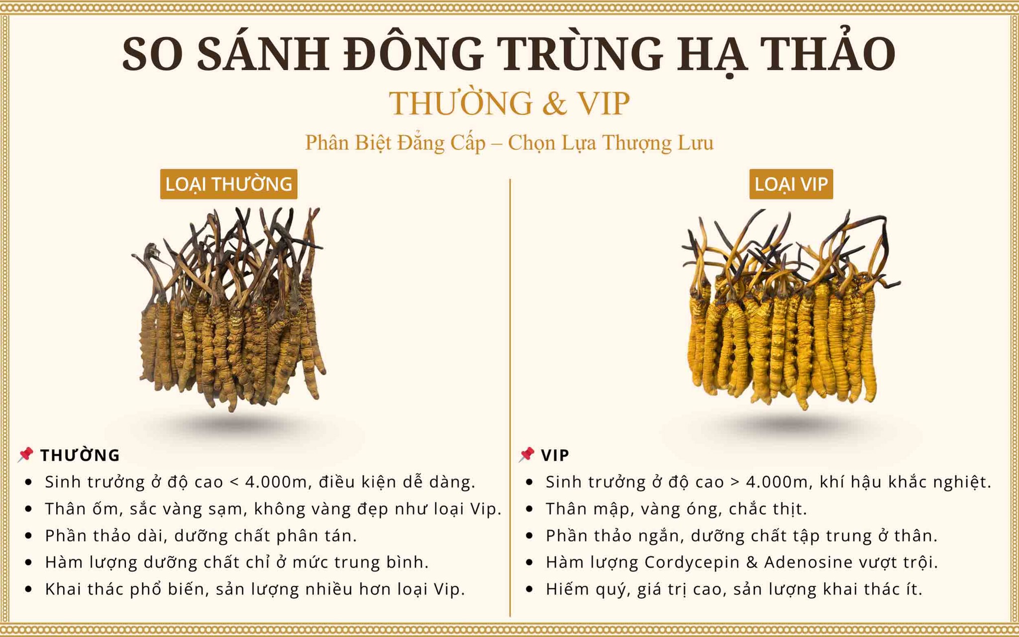 Đông Trùng Hạ Thảo Tây Tạng size VIP và size phổ thông