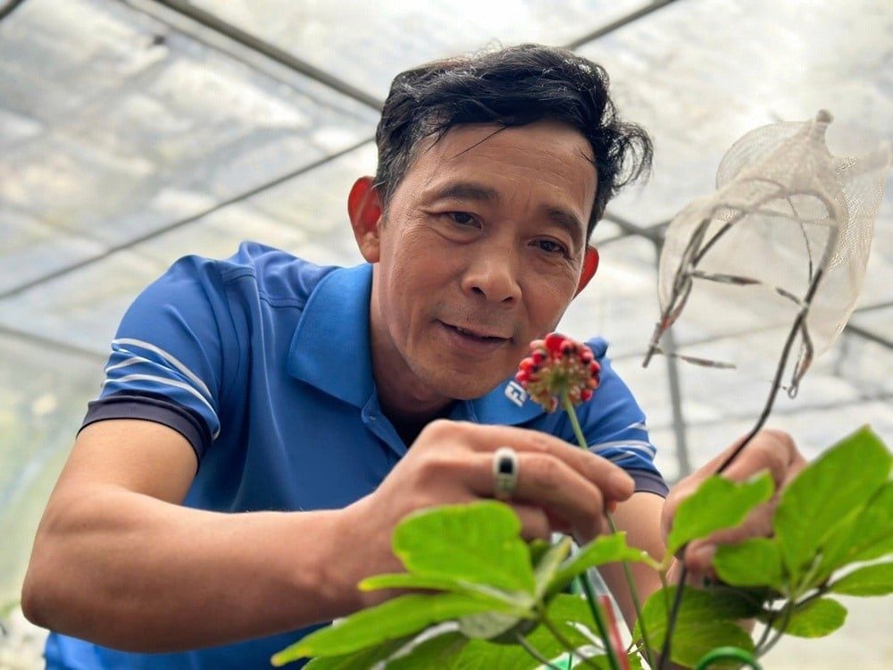 Hành trình Sâm Ngọc Linh: Từ vườn Trà Linh đến ly nước Panax Tea & Coffee - The Journey of Ngoc Linh Ginseng: From Tra Linh Gardens to your Panax Cup