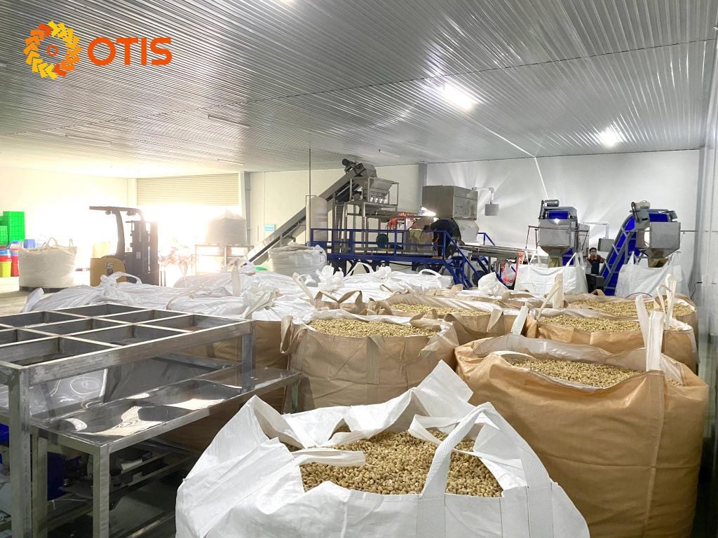 Top Cashew Nut Manufacturer in Vietnam