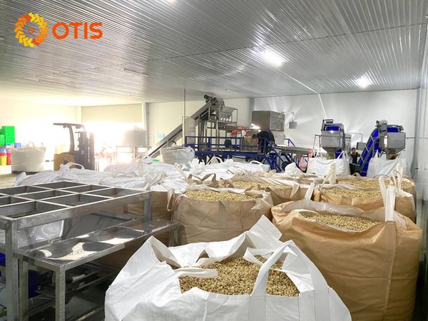 Top Cashew Nut Manufacturer in Vietnam