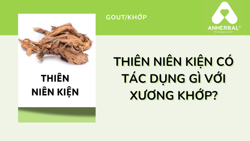 Thiên Niên Kiện Có Tác Dụng Gì Với Xương Khớp?