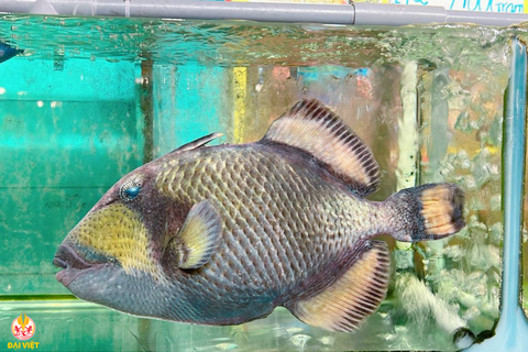 Cá Bò Giáp Tươi Sống – Đặc Sản Biển Hấp Dẫn Tại Nhà Hàng Đại Việt