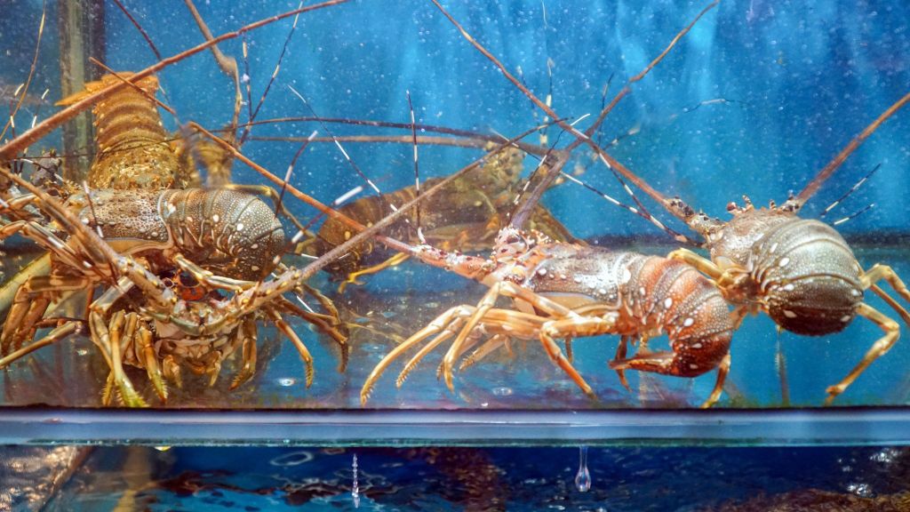 Green Lobster – The Premium Specialty at Gio Bien Dai Viet Restaurant