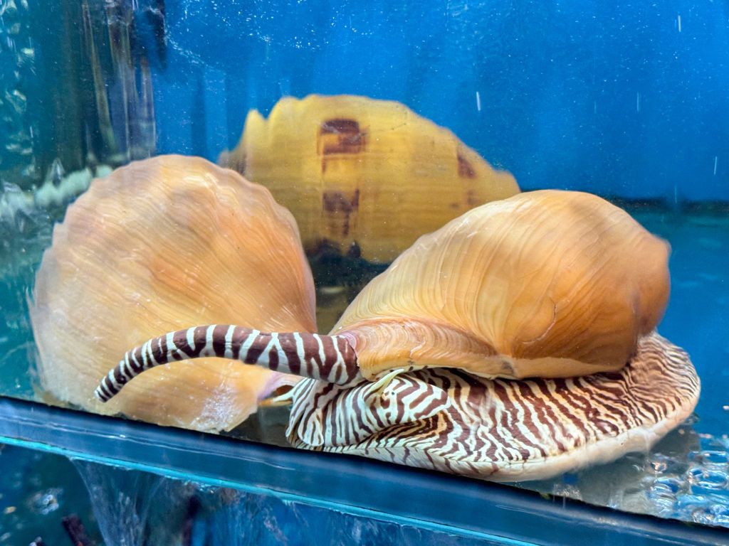Golden Sea Snail Sashimi – The Essence of Seafood at Lua Dai Viet Restaurant
