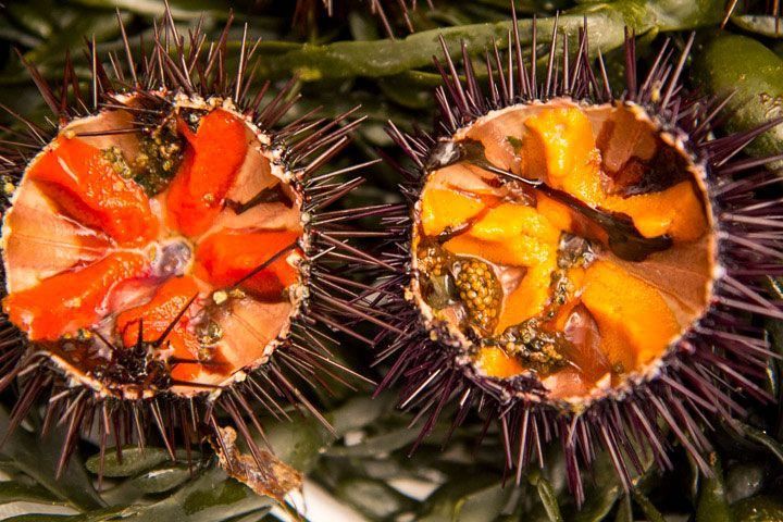 Sea Urchin – Premium Seafood Specialty at Dai Viet Restaurant