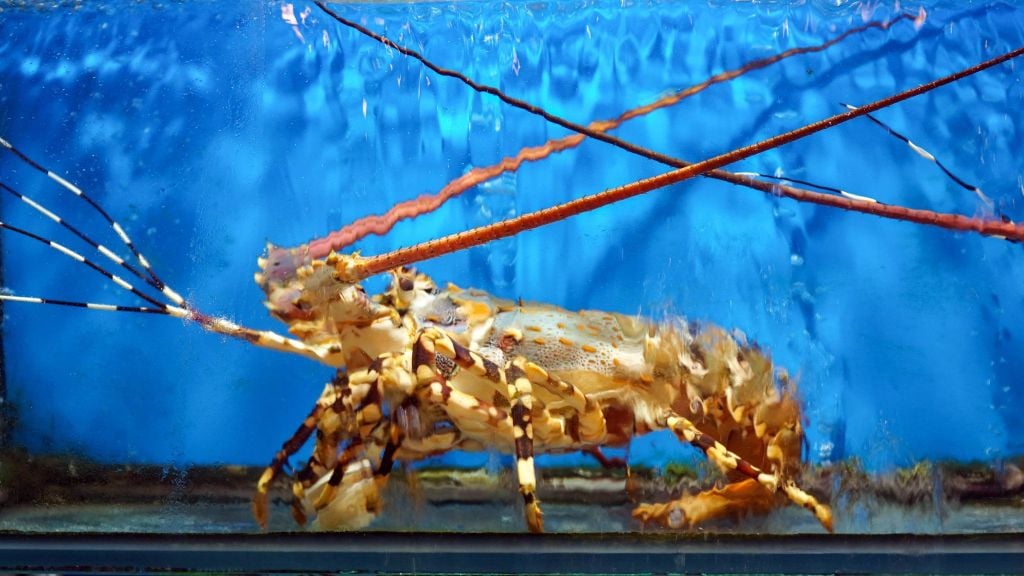 Spiny Lobster – Premium Seafood at Lua Dai Viet Restaurant, Bui Vien