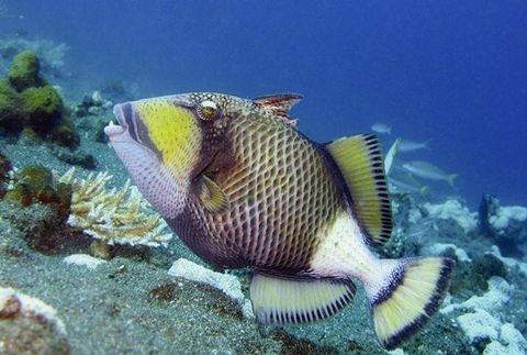 Why Titan Triggerfish at Lua Dai Viet Restaurant Always Captivates Diners