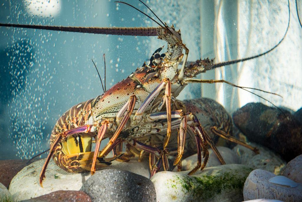 Baby Lobster Delicacy in Saigon – Visit Gio Bien Dai Viet Seafood Restaurant Today