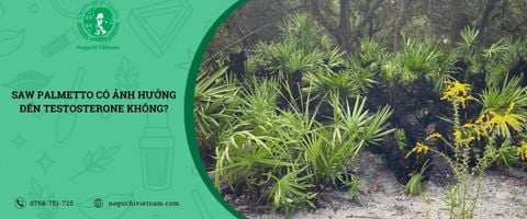Saw Palmetto có ảnh hưởng đến testosterone không?
