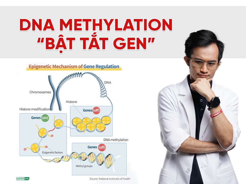 DNA methylation là gì? Cách cơ thể “bật tắt gen” và ảnh hưởng đến tuổi già
