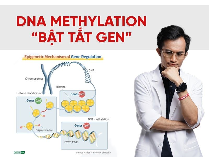 DNA methylation là gì? Cách cơ thể “bật tắt gen” và ảnh hưởng đến tuổi già