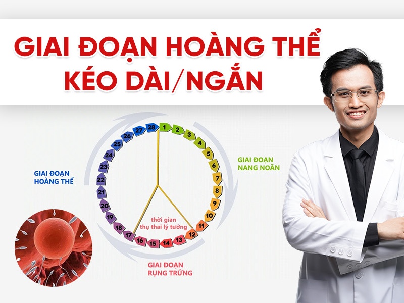 Giai đoạn hoàng thể kéo dài/ngắn: Ý nghĩa và ảnh hưởng đến khả năng thụ thai