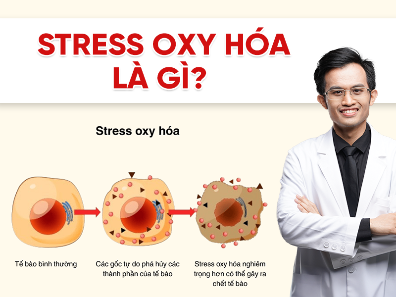 Stress oxy hóa là gì? Nguyên nhân, tác hại và cách giảm tự nhiên