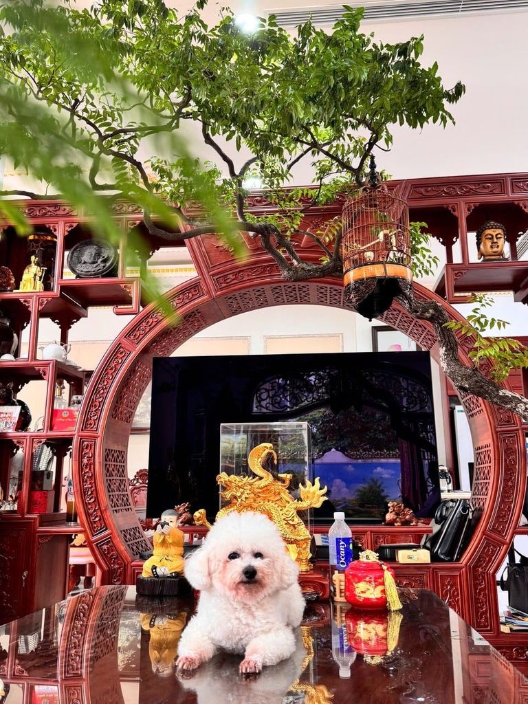 Không Hiểu Trà – Vẫn Có Thể Thưởng Trà