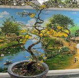 Thưởng Trà Bằng Cả Năm Giác Quan