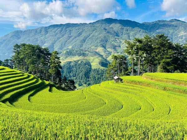 Giữ Gìn Và Sáng Tạo “Mùi Việt”  Trong Đời Sống Hiện Đại