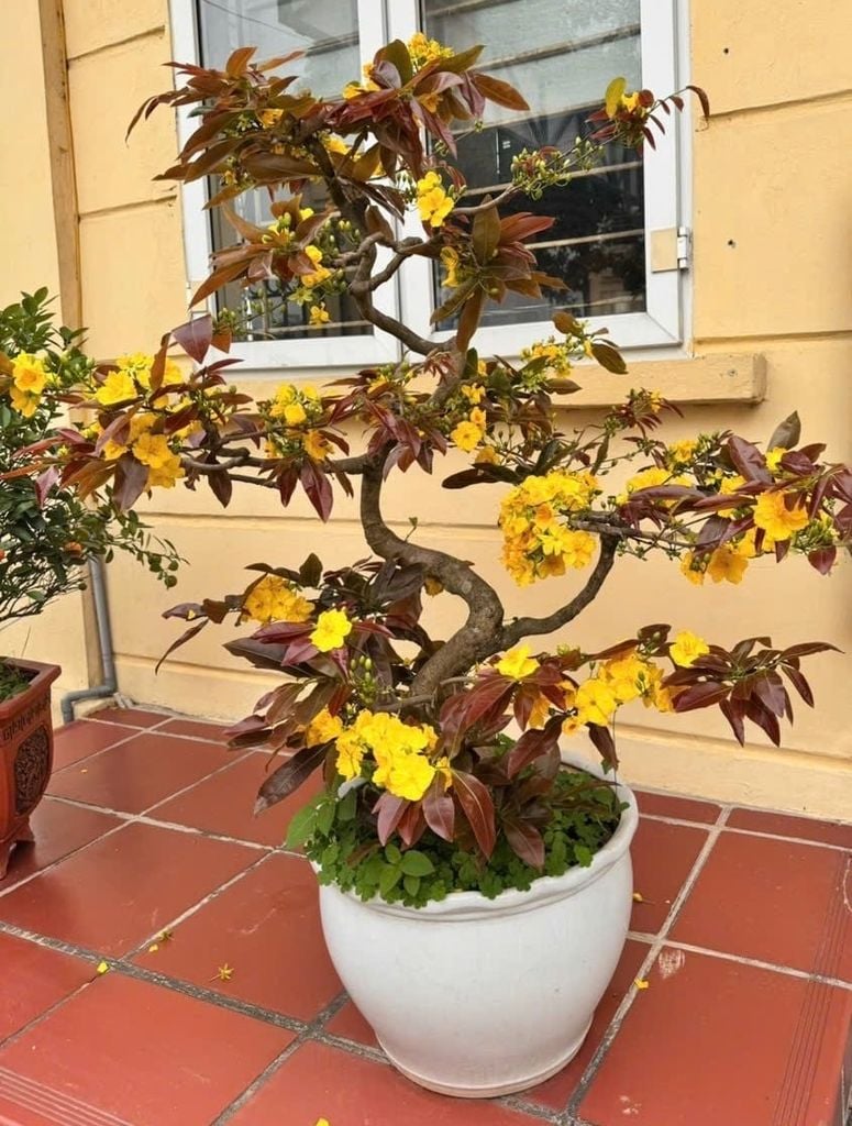 Hoa Xuân Nở Muộn - Nhớ Bố