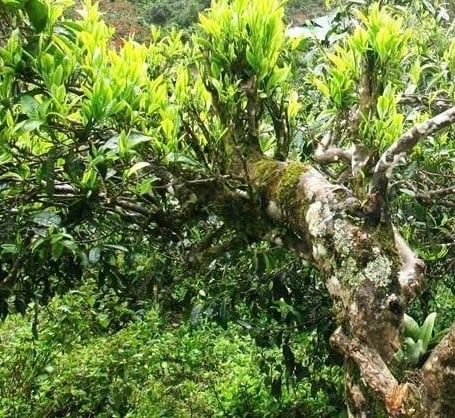 Lịch sử cây Trà Việt - Hành trình ngàn năm của “quốc thủy