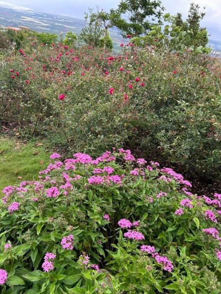 Mùi Hương – “Lắng Nghe” Để Lan Tỏa Sự Tử Tế