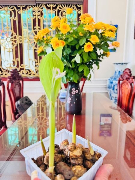 Hoa Nở