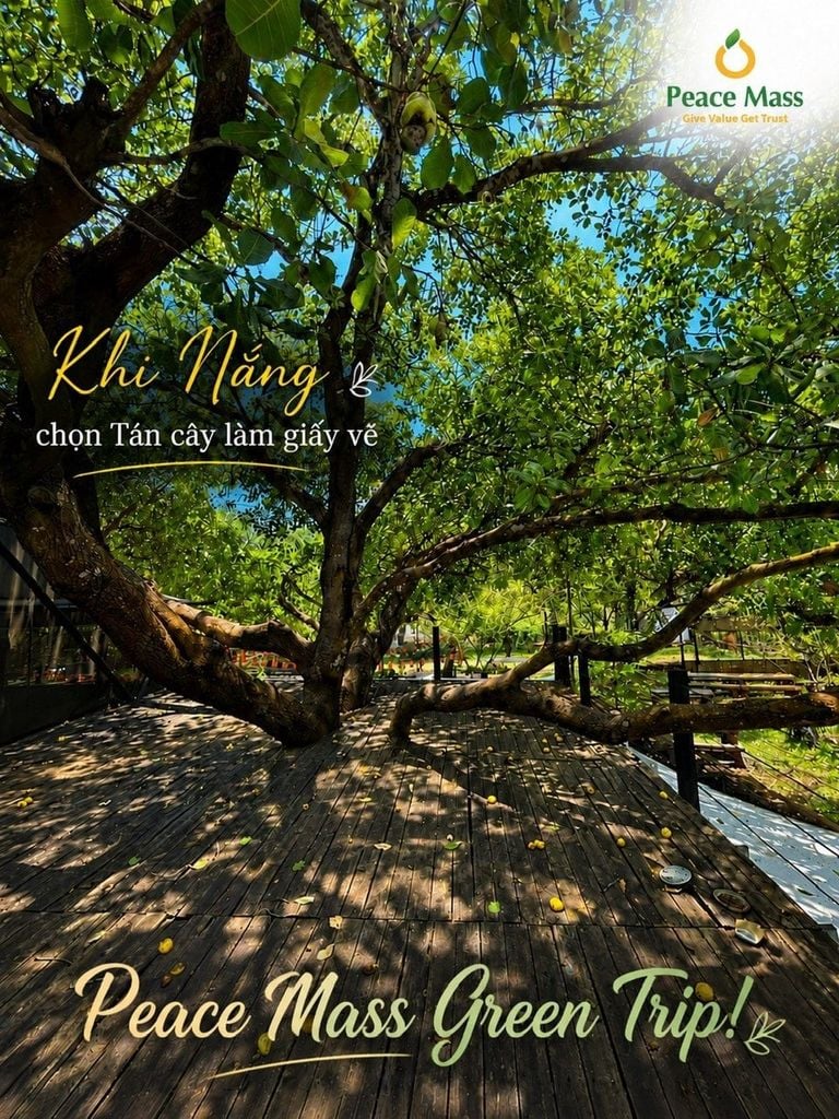 Khi Nắng chọn Tán cây làm giấy vẽ…