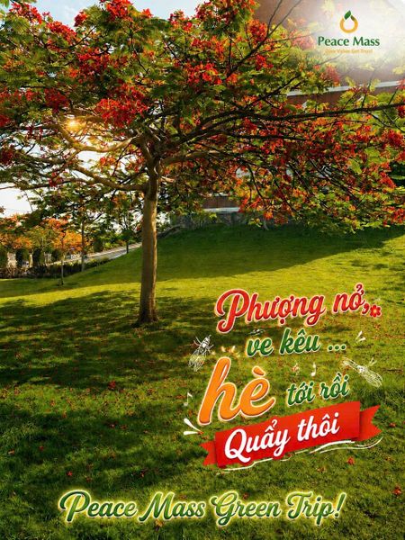 Phượng Nở, Ve Kêu… Hè Tới Rồi