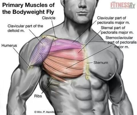 TỔNG QUAN VỀ CÁC ĐỘNG TÁC TẬP CƠ NGỰC CHO NGƯỜI MỚI