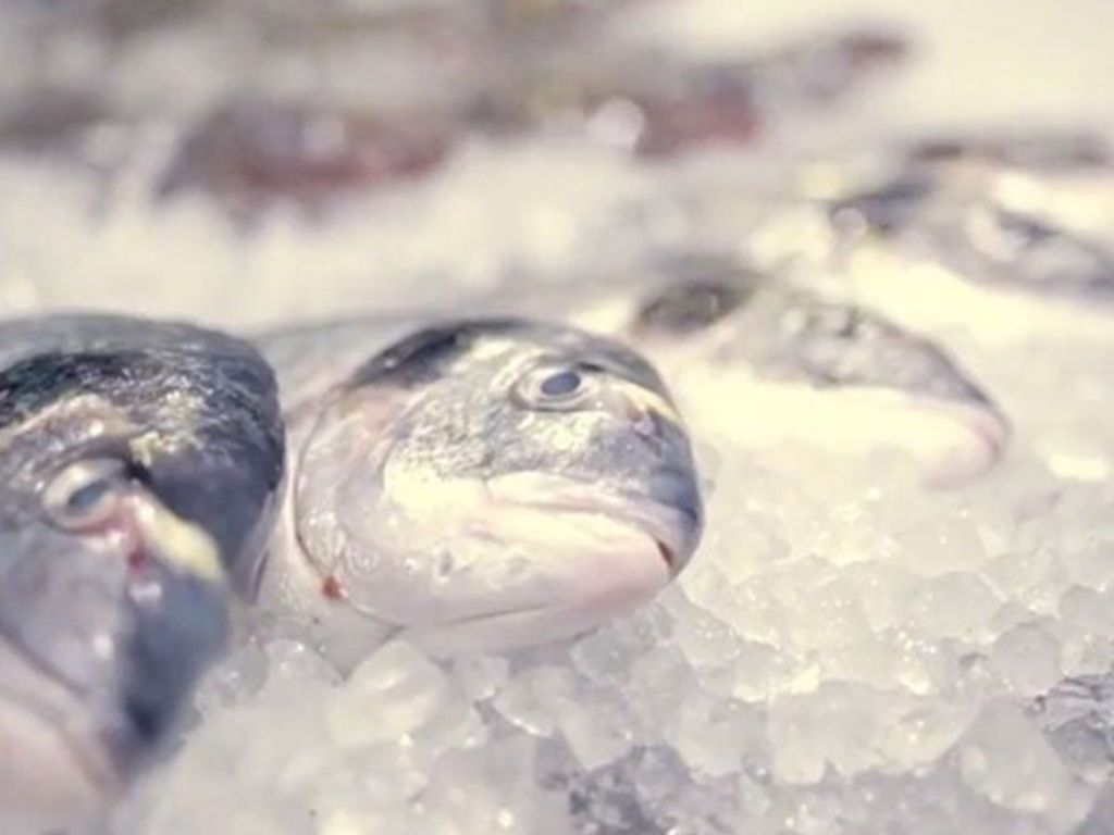 ứng dụng đá vảy từ máy làm đá vảy Hoshizaki FM-600AKE-N-SB