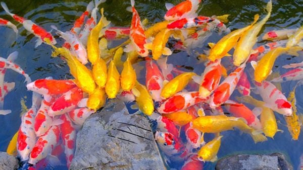 gia ca koi