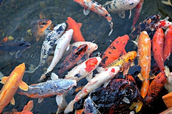 gia ca koi