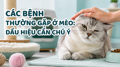 CÁC BỆNH THƯỜNG GẶP Ở MÈO: DẤU HIỆU CẦN CHÚ Ý