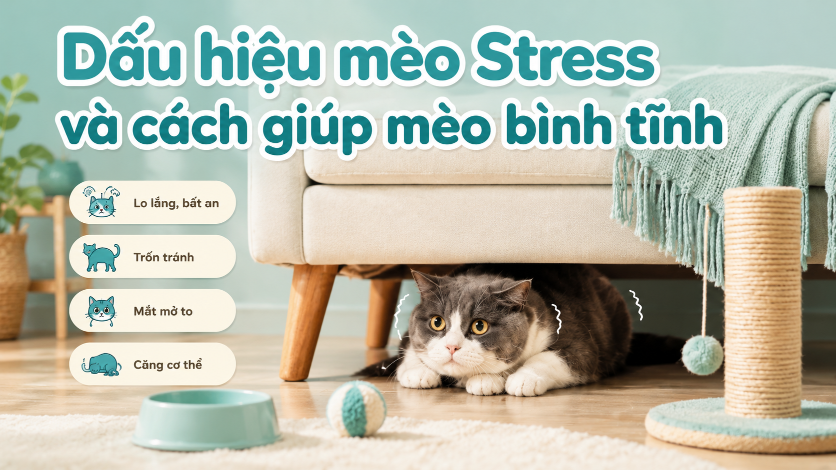 MÈO STRESS: DẤU HIỆU VÀ CÁCH GIÚP MÈO BÌNH TĨNH