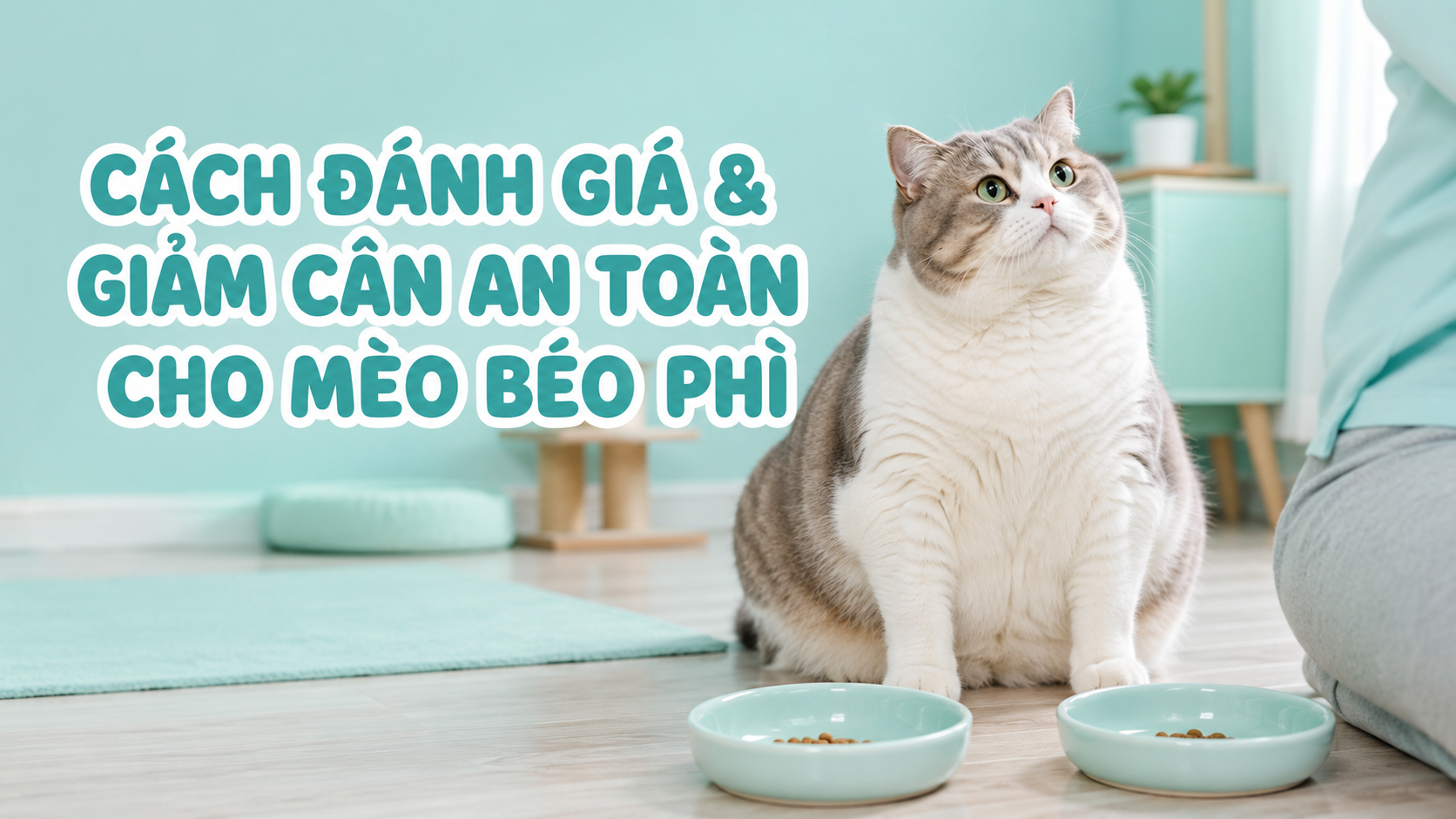 MÈO BÉO PHÌ: CÁCH ĐÁNH GIÁ VÀ GIẢM CÂN AN TOÀN CHO MÈO