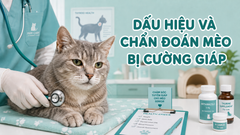 MÈO BỊ CƯỜNG GIÁP: DẤU HIỆU, CHẨN ĐOÁN VÀ CÁC LỰA CHỌN ĐIỀU TRỊ