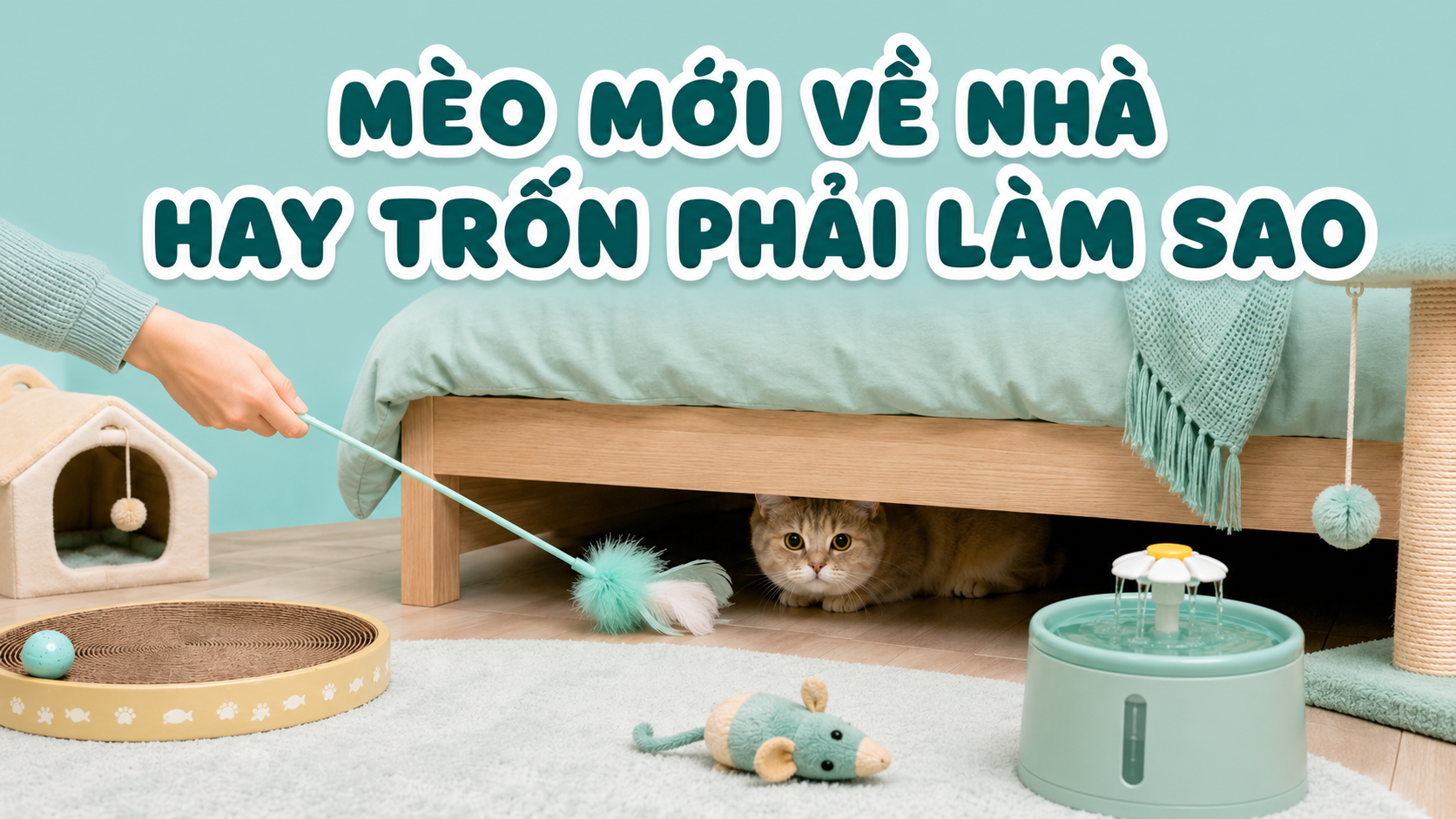MÈO MỚI VỀ NHÀ TRỐN DƯỚI GẦM GIƯỜNG PHẢI LÀM SAO?