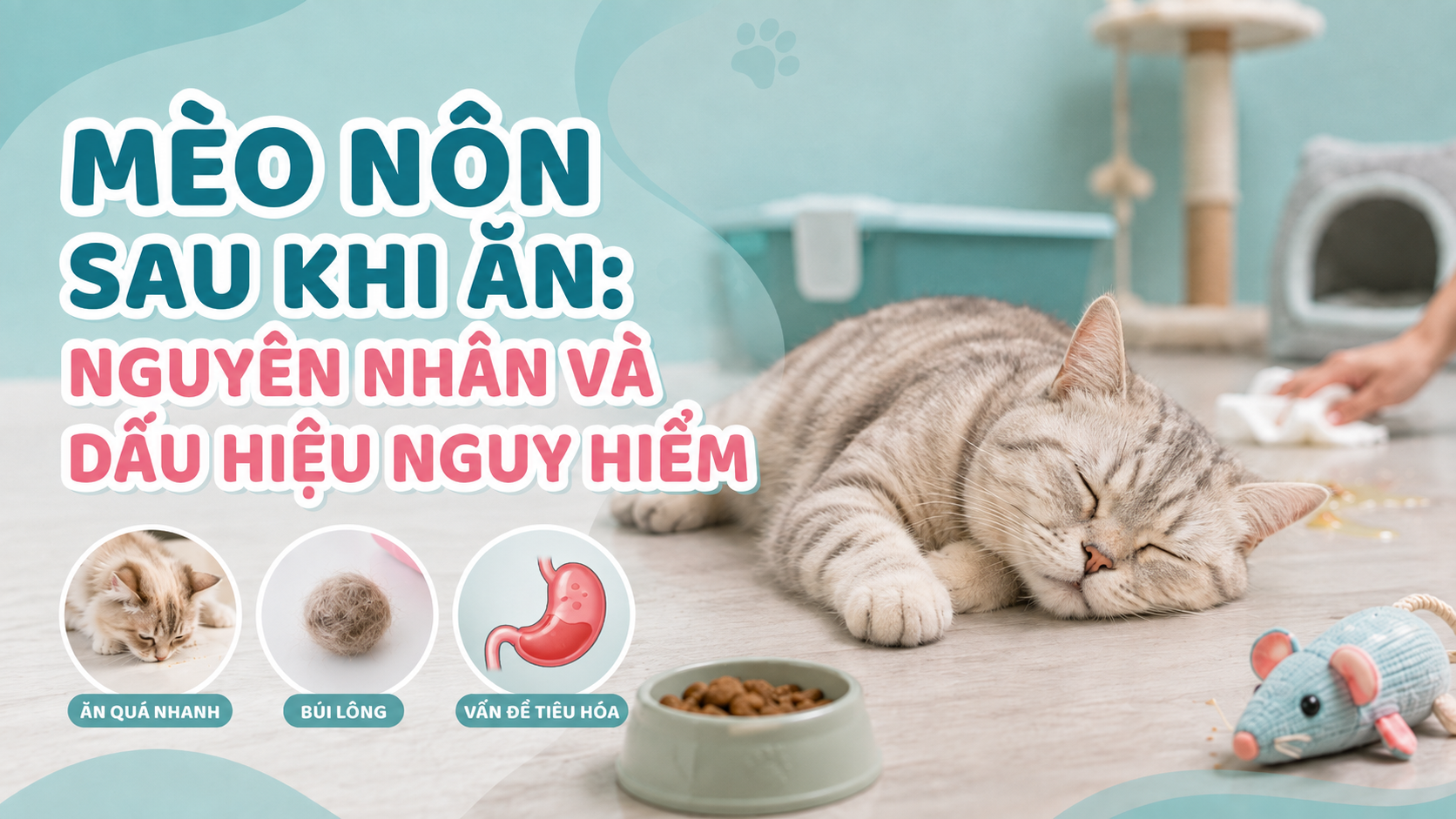 MÈO NÔN SAU KHI ĂN: NGUYÊN NHÂN VÀ DẤU HIỆU NGUY HIỂM
