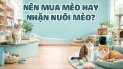 NÊN MUA MÈO HAY NHẬN NUÔI MÈO?