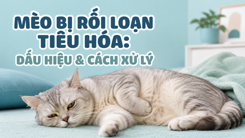 MÈO BỊ RỐI LOẠN TIÊU HÓA: DẤU HIỆU & CÁCH XỬ LÝ