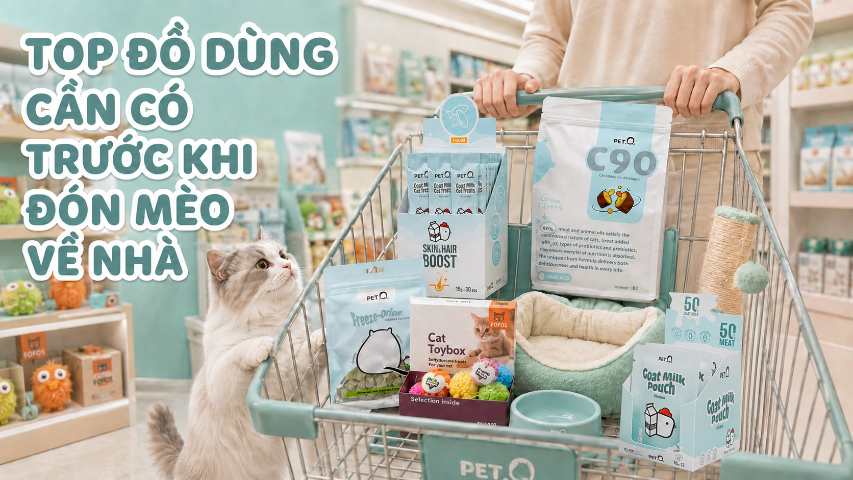 TOP ĐỒ DÙNG CẦN CÓ TRƯỚC KHI ĐÓN MÈO VỀ NHÀ