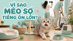 VÌ SAO MÈO SỢ TIẾNG ỒN LỚN? TIẾNG MÁY SẤY, TIẾNG HÚT BỤI?