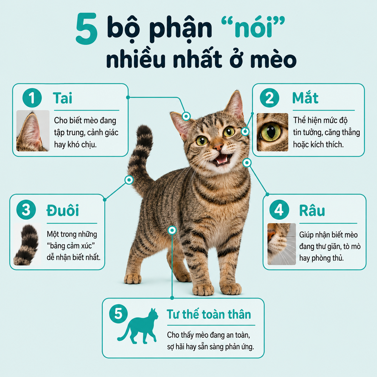 5 Bộ Phận Thể Hiện Cảm Xúc Của Mèo
