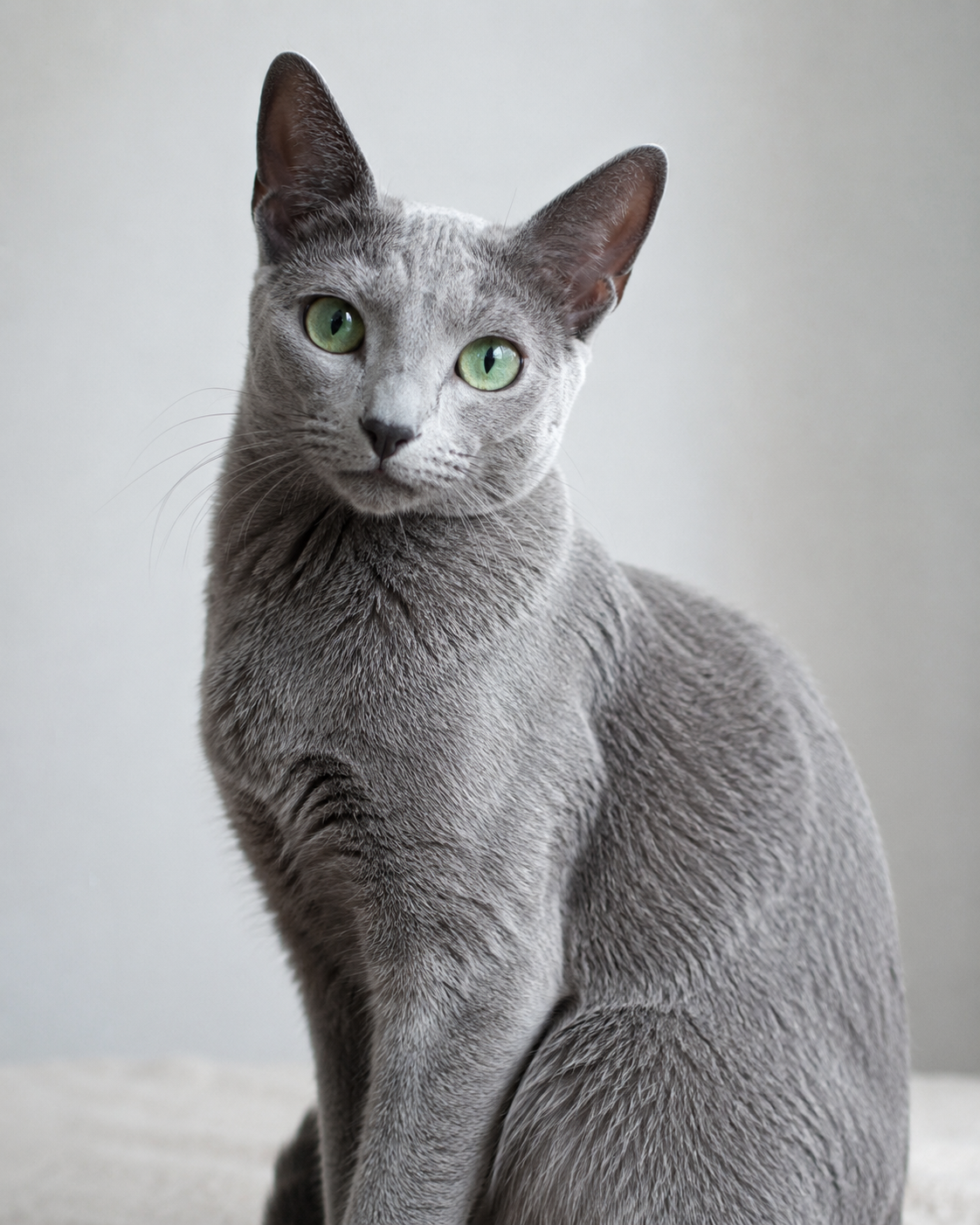 mèo nga lông xanh russian blue