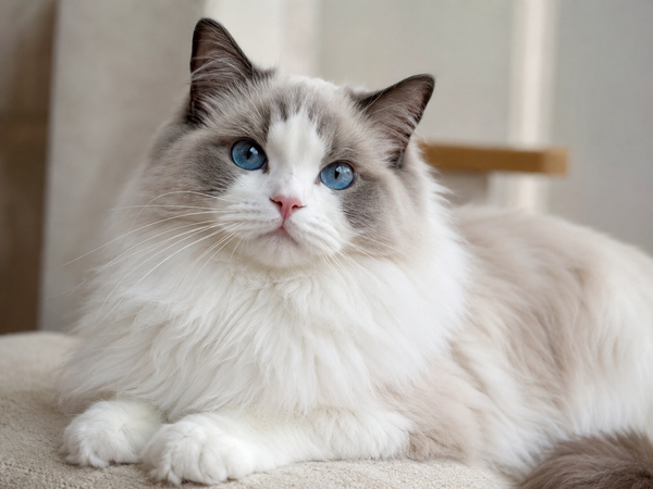 mèo ragdoll