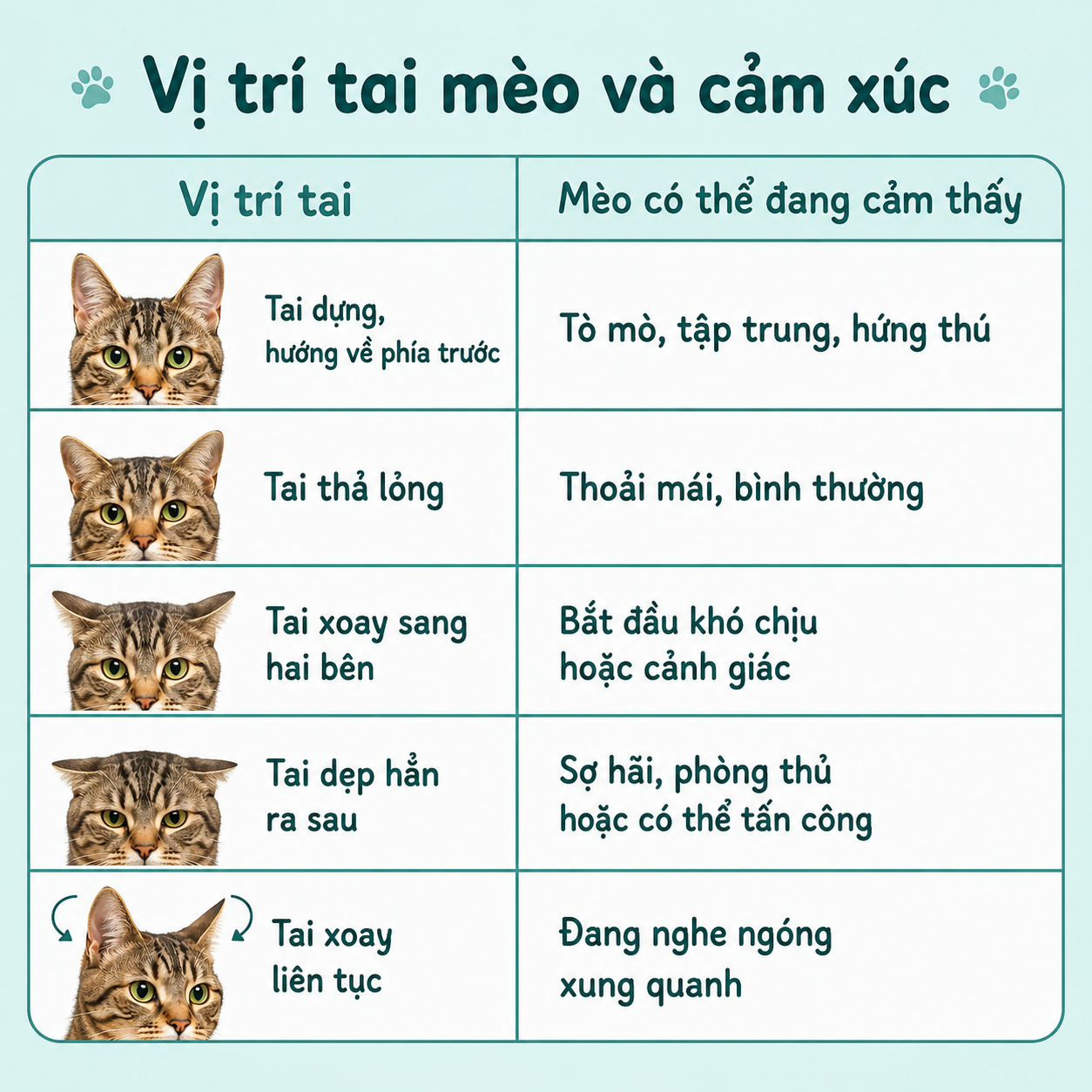 Vị trí tai mèo