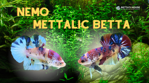 Nemo Metallic Betta – Khi Cá Betta Trở Thành Tác Phẩm Nghệ Thuật Sống