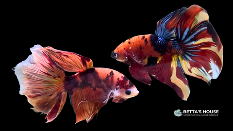 Khám phá sức hút khó cưỡng của dòng cá Betta Nemo Halfmoon