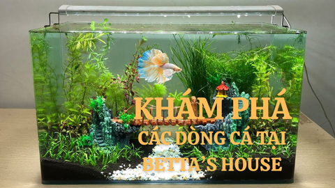 Khám phá các dòng cá Betta độc đáo tại Betta’s House