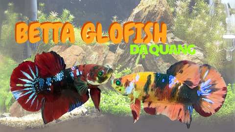 Cá Betta Dạ Quang GloFish – Vẻ Đẹp Phát Sáng Đầy Mê Hoặc Tại Betta's House