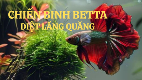 Cá Betta – Chiến Binh Diệt Lăng Quăng Hiệu Quả Trong Mùa Mưa | Betta’s House